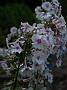 Phlox mac Reine de Jour